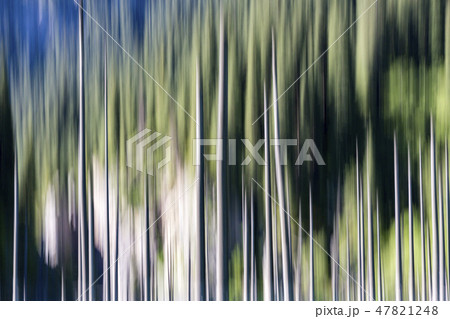 Abstract background of empty trees blurred 47821248