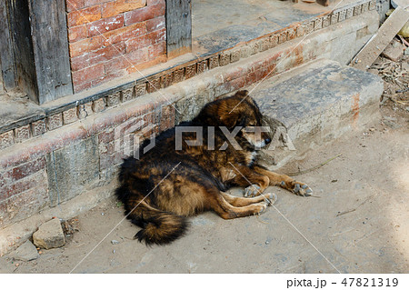 dog lying on the porch at the door of the house dog lying on the porch at the door of the house 47821319