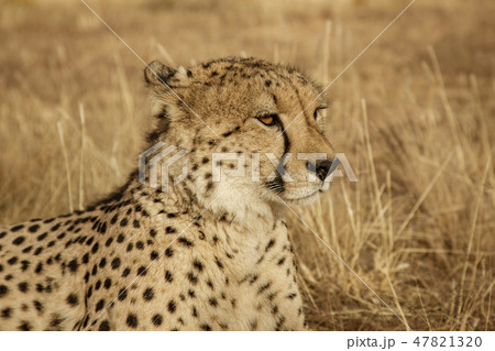 Adult cheetah lies down in dry grass Adult cheetah lies down in dry grass 47821320