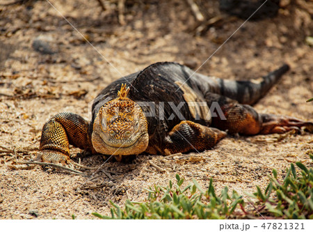 Galapagos Land Iguana 47821321