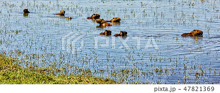 Capybara rodents swimming in water in Argentina Capybara rodents swimming in water in Argentina 47821369