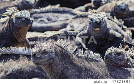 Marine Iguanas Sunning on Rock 47821392