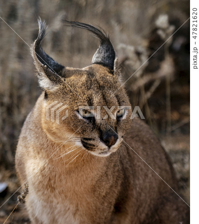 Caracal cat scans his surroundings 47821620