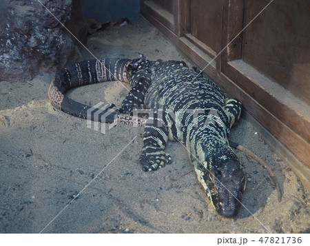 しっぽの長いワニ 47821736
