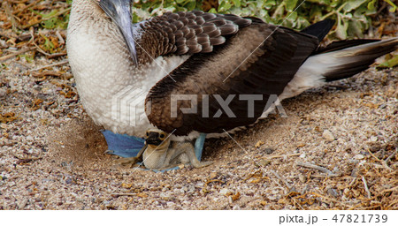 Blue Footed Booby Mother and Chick 47821739