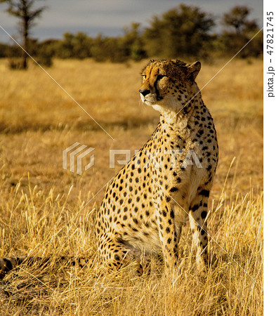 Adult cheetah sits up scans his surroundings 47821745