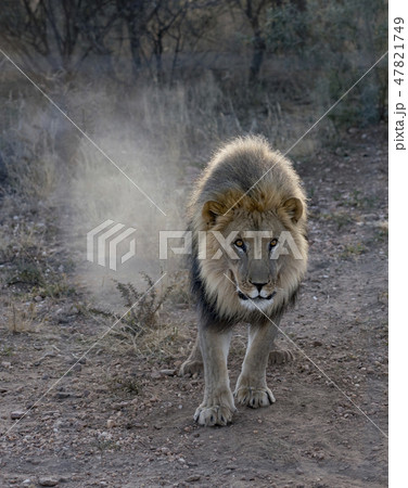 Large male lion walks in the desert 47821749