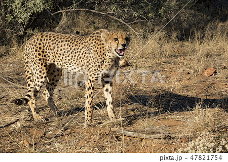 Cheetah walks slowly across desert scrub 47821754