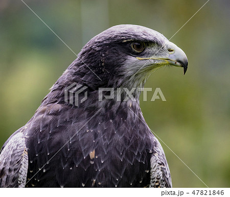 Close-up of Black-Chested Buzzard-Eagle head 47821846