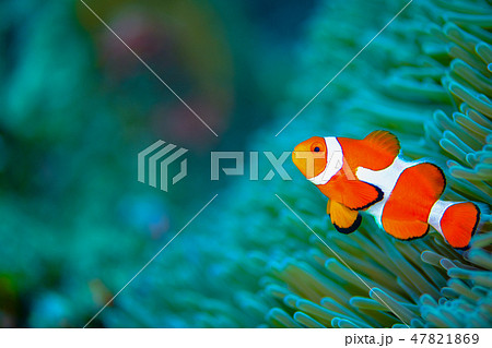 カクレクマノミ カクレクマノミ 47821869