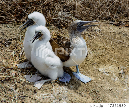 Adult female blue footed booby with two chicks 47821980