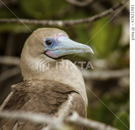 Close up of Red Footed Booby 47821981