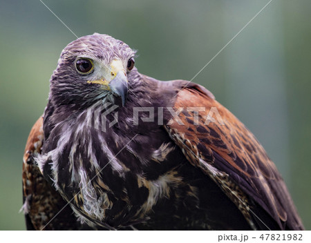 Close-up of immature Black-Chested Buzzard-Eagle head 47821982