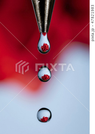 Water Helps Grow Roses Water Helps Grow Roses 47821983