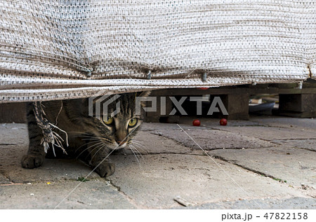 ヴェネチアのネコ 47822158