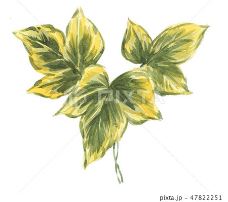 アイビ-19208pix2 47822251