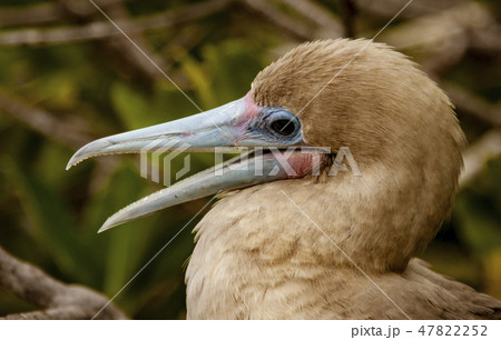 Close up of Red Footed Booby Close up of Red Footed Booby 47822252