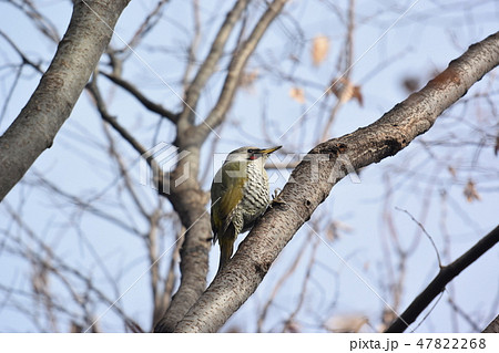 公園のアオゲラ 47822268
