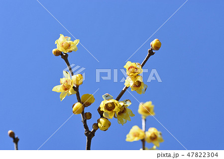 ロウバイ 47822304