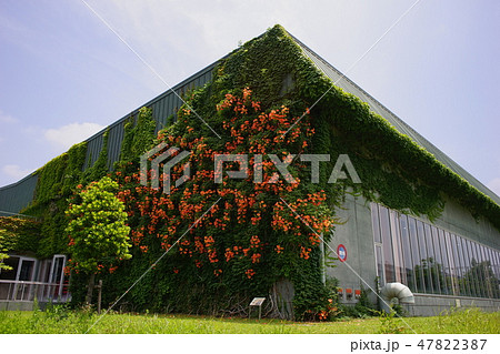 建物の壁面を覆うノウゼンカズラ 47822387