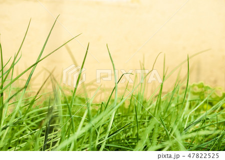 する 行動 生える 47822525