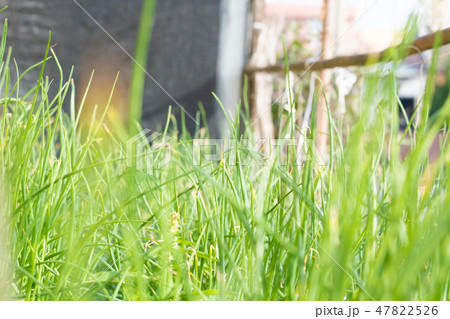 する 行動 生える 47822526