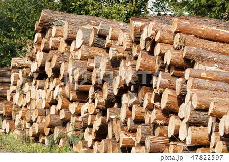 Wooden logs of pine woods in the forest, stacked in a pile. Freshly chopped tree logs stacked up on 47822597