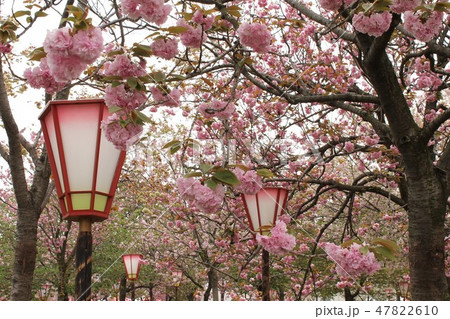 八重桜 八重桜 47822610