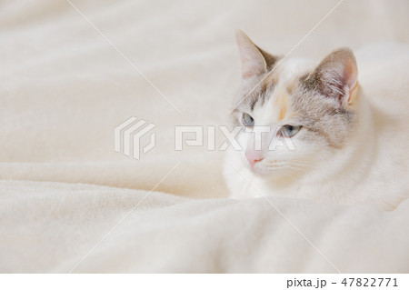 猫 猫 47822771