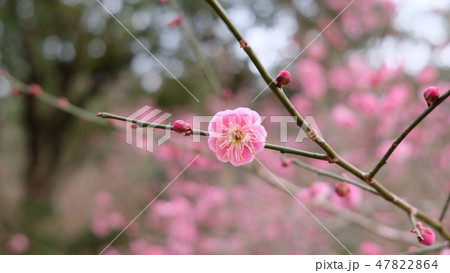 梅 花 ウメの花 梅 花 ウメの花 47822864