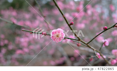 梅 花 ウメの花 梅 花 ウメの花 47822865
