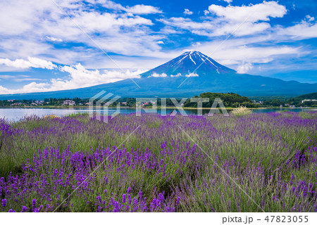 (山梨県河口湖町)大石公園のラベンダーと富士山 (山梨県河口湖町)大石公園のラベンダーと富士山 47823055