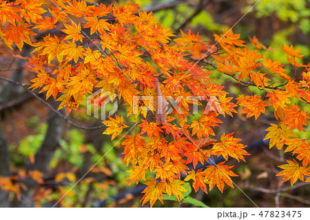 長野県 治部坂高原の紅葉 長野県 治部坂高原の紅葉 47823475