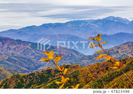 長野県　治部坂高原の紅葉 47823496