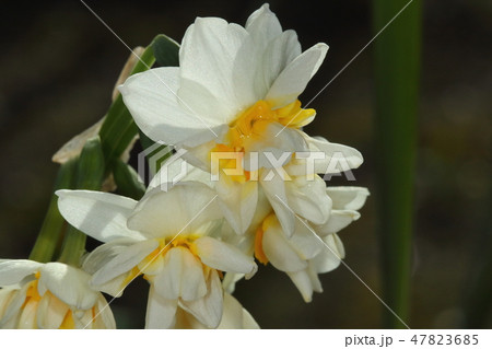 自然 植物 八重水仙 後ろから陽の光を受けた花びらは一層白さが目立ちますの写真素材