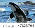 鴨川シーワールド, シャチ, 鯱  47823794