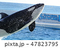 鴨川シーワールド, シャチ, 鯱  47823795
