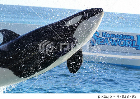 Kamogawa Seaworld Killer Whale 鯱 Stock Photo