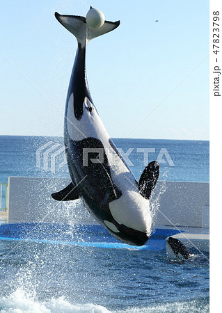 Kamogawa Seaworld Killer Whale 鯱 Stock Photo