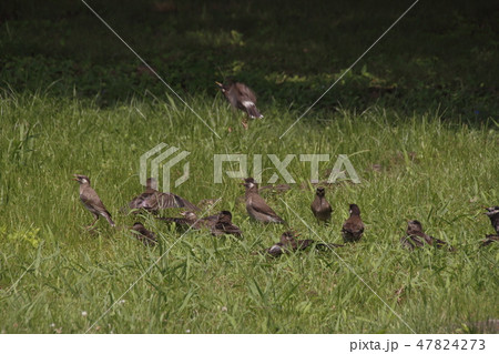 ムクドリの群れ 47824273