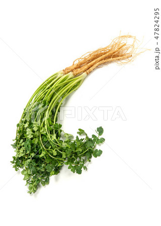 岡山パクチー 岡山パクチー 47824295