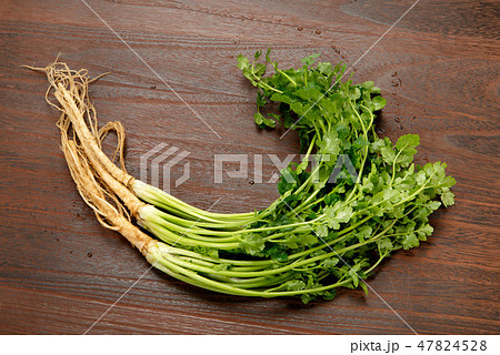岡山パクチー 47824528