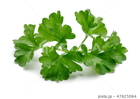 Fresh green parsley on white background Fresh green parsley on white background 47825064