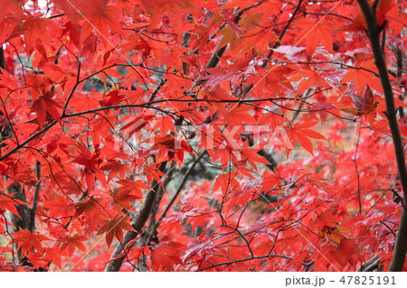紅葉狩り --★-★★もみじ★★-★-- 紅葉狩り --★-★★もみじ★★-★-- 47825191