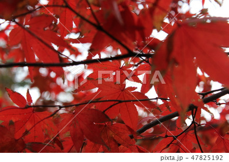 紅葉狩り --★-★★もみじ★★-★-- 紅葉狩り --★-★★もみじ★★-★-- 47825192