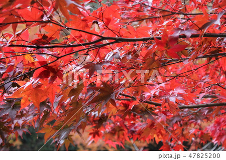 紅葉狩り --★-★★もみじ★★-★-- 紅葉狩り --★-★★もみじ★★-★-- 47825200