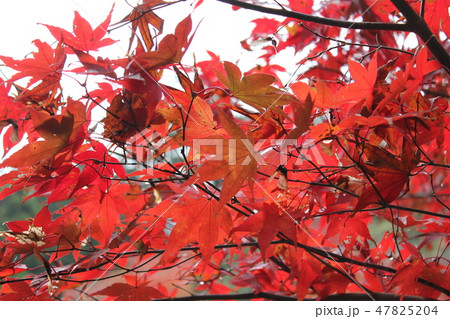 紅葉狩り　--★-★★もみじ★★-★-- 47825204