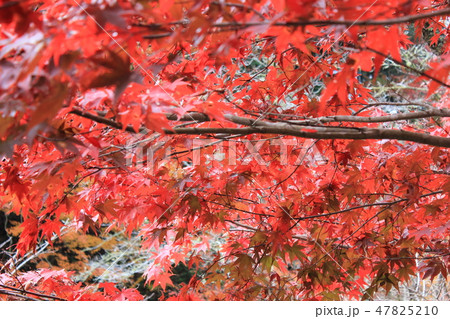 紅葉狩り --★-★★もみじ★★-★-- 紅葉狩り --★-★★もみじ★★-★-- 47825210