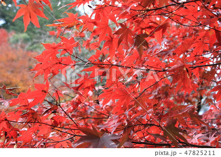 紅葉狩り --★-★★もみじ★★-★-- 紅葉狩り --★-★★もみじ★★-★-- 47825211