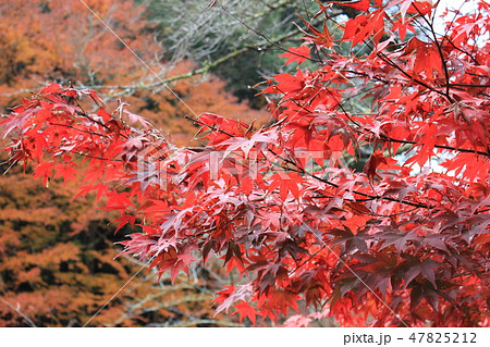 紅葉狩り　--★-★★もみじ★★-★-- 47825212